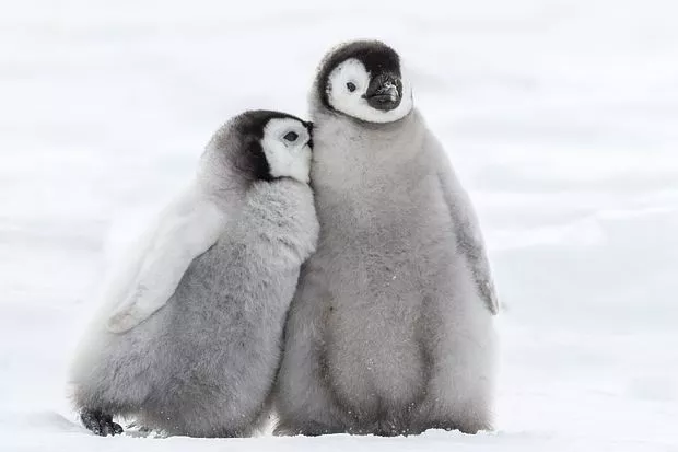 Penguins cuddling